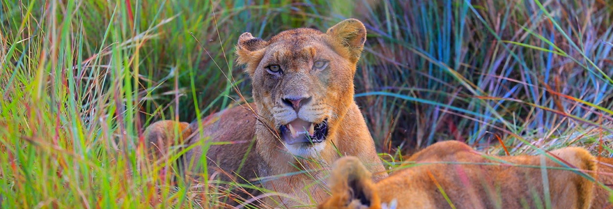 du Serengeti au lac Natron