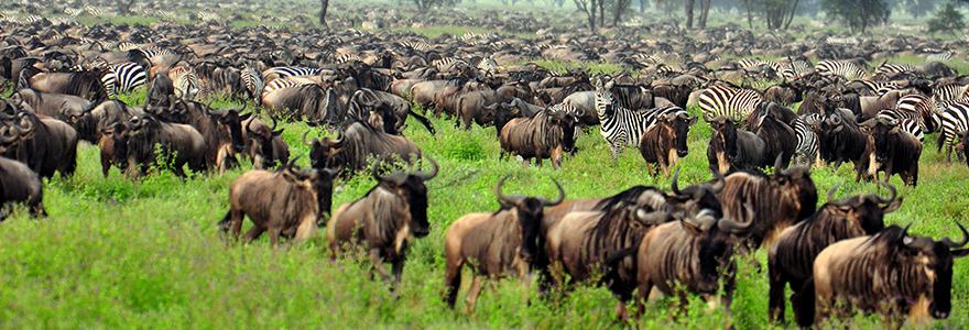 Serengeti national park